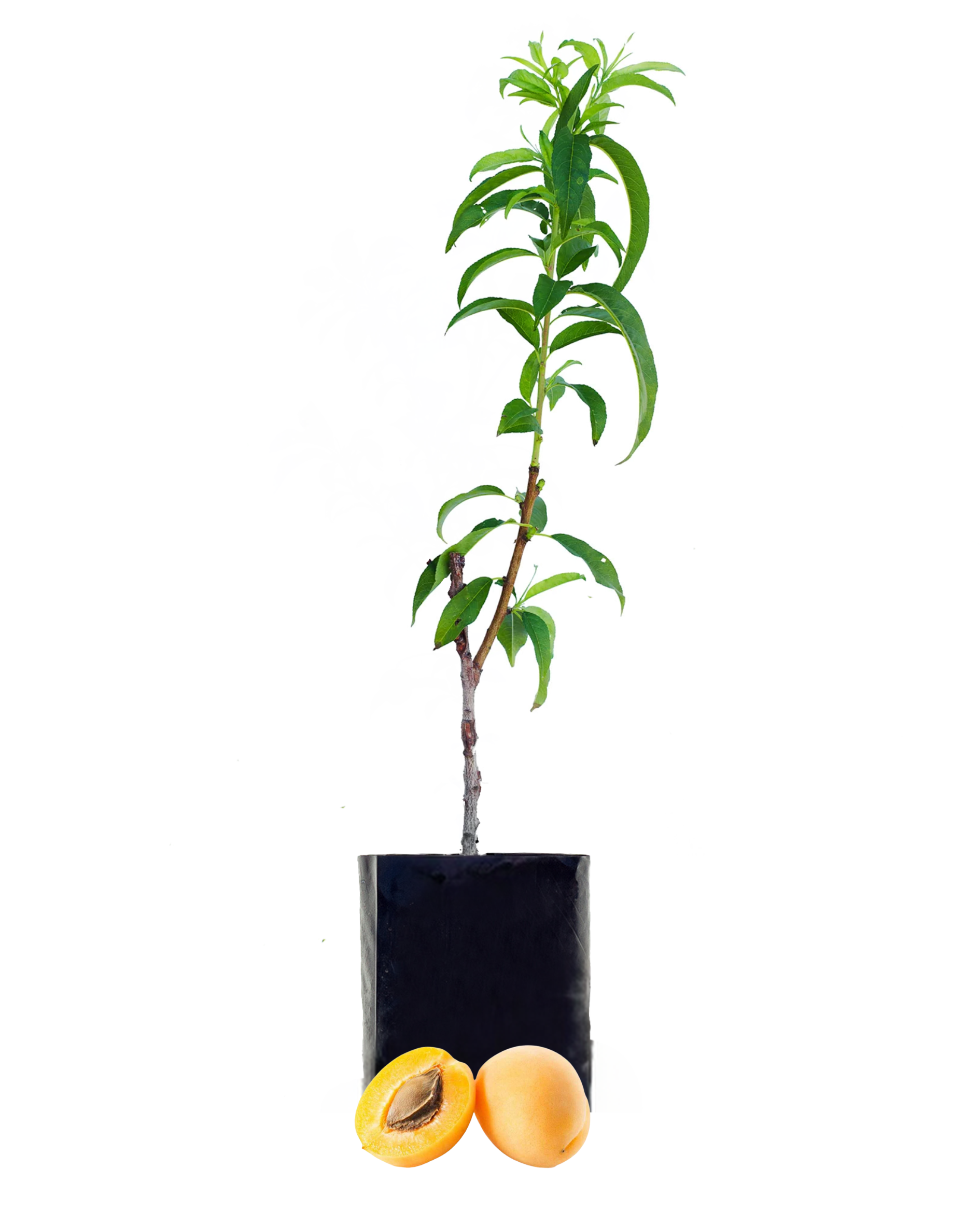 Peachcot